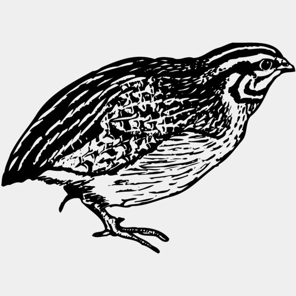 BIRD065 Thumbnail