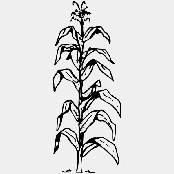 GRAIN006 Thumbnail